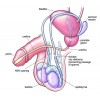 Male Anatomy NSV Diagram