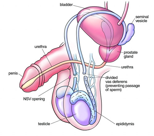 Vasectomy Information Male Reproductive Diagram Vasectomystore Com